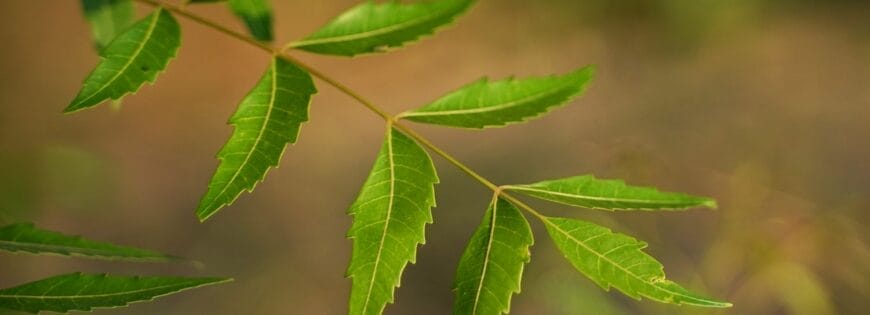 neem plant benefit