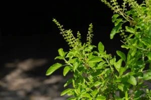 tulsi plant (holy basil)