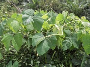 Mucuna Pruriens