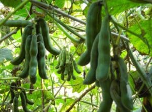 mucuna pruriens - Kaunch beej