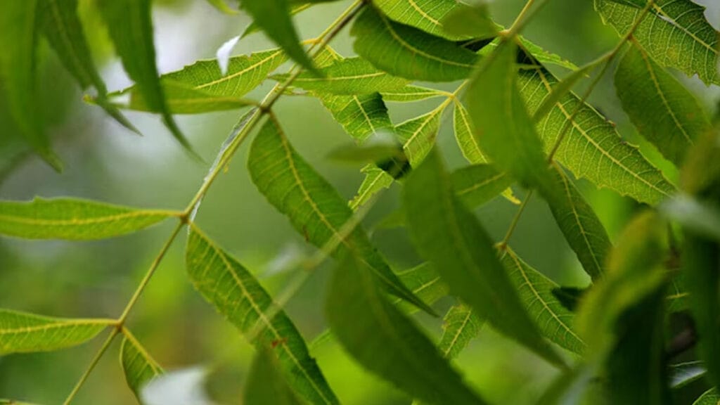 neem leaf benefits