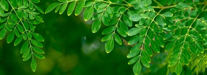 moringa leaf