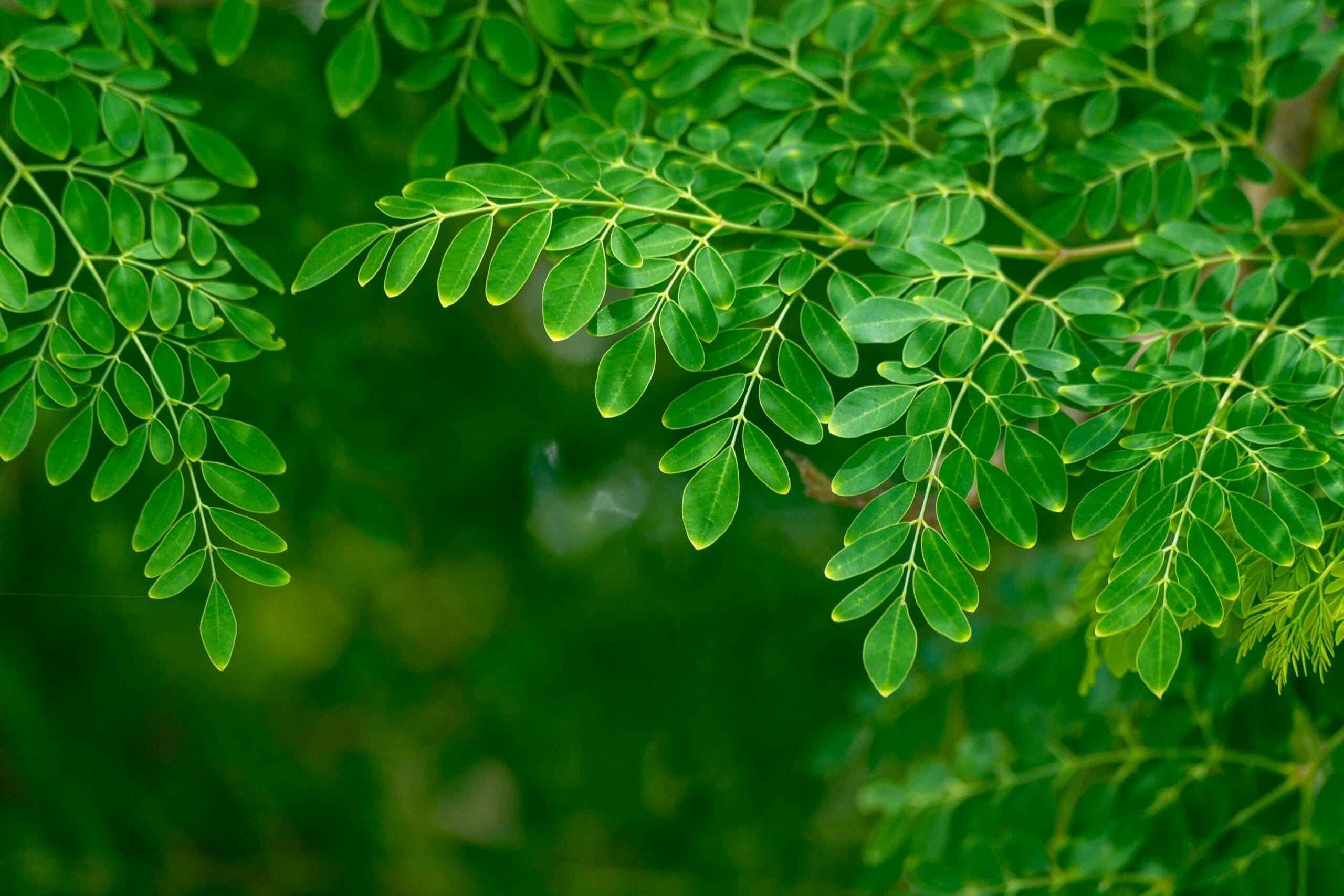 moringa leaf