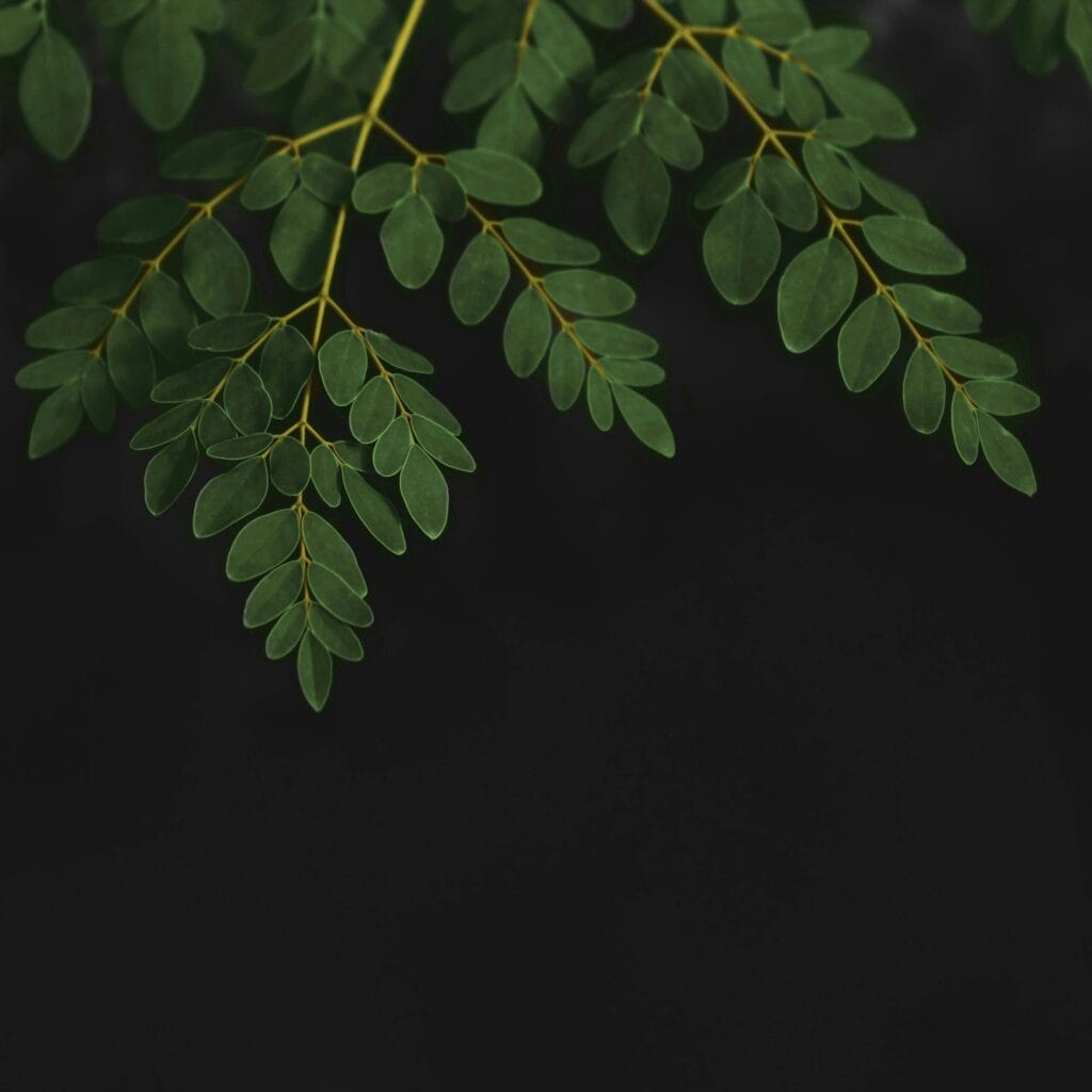 moringa plant