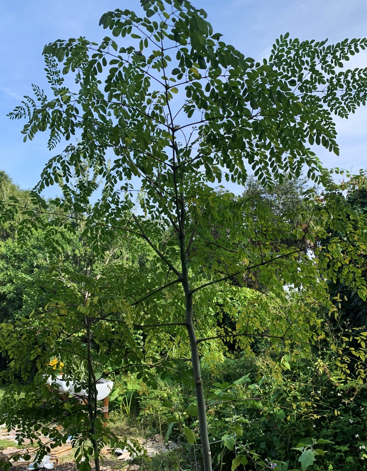 Moringa Farming and Processing